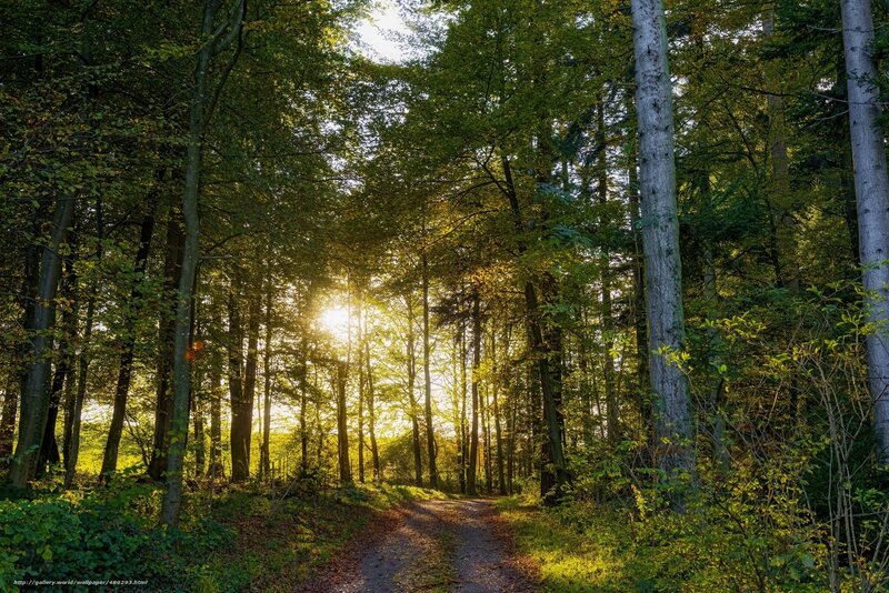 Sunlight through forest path