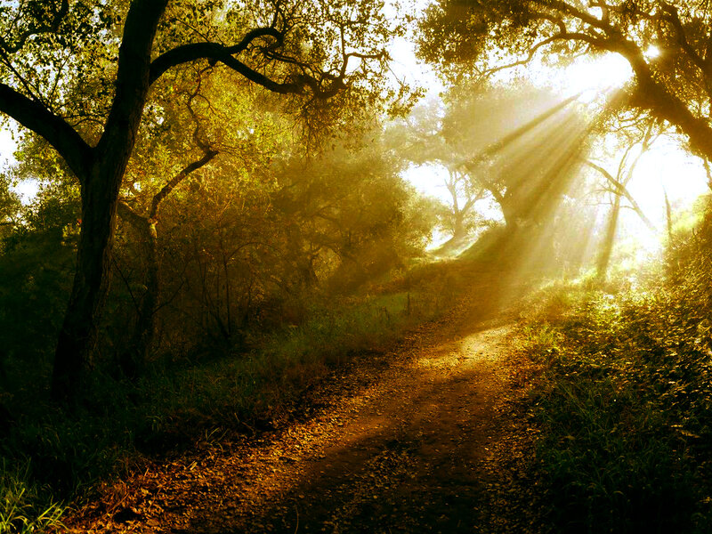 Sunlight through forest path