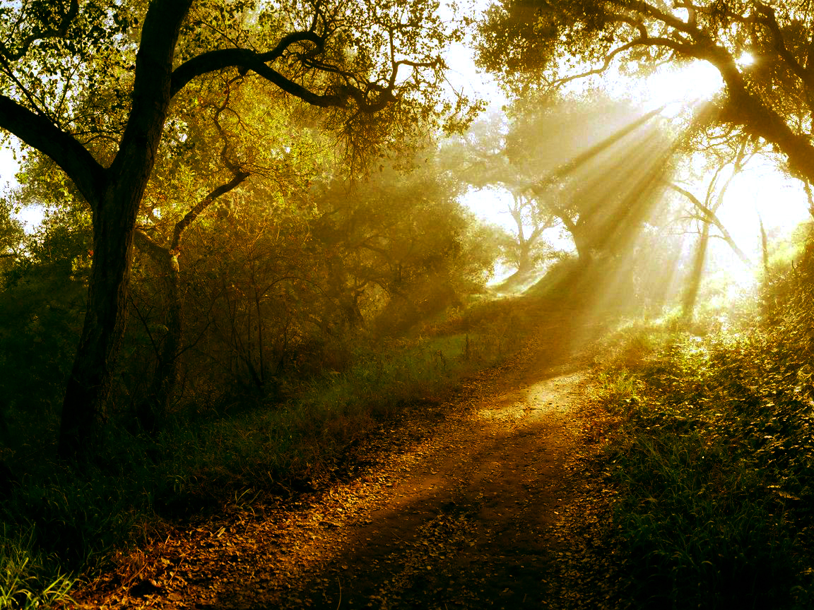 Sunlight through forest path