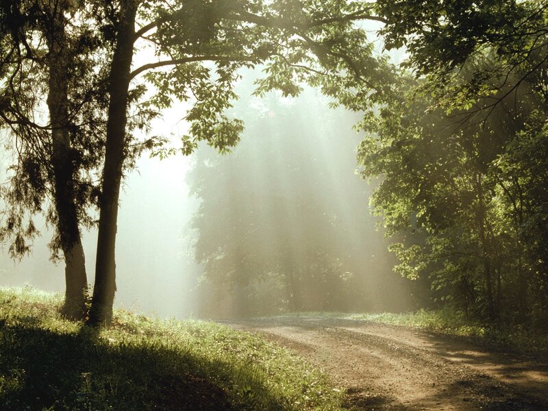 Sunlight through forest path