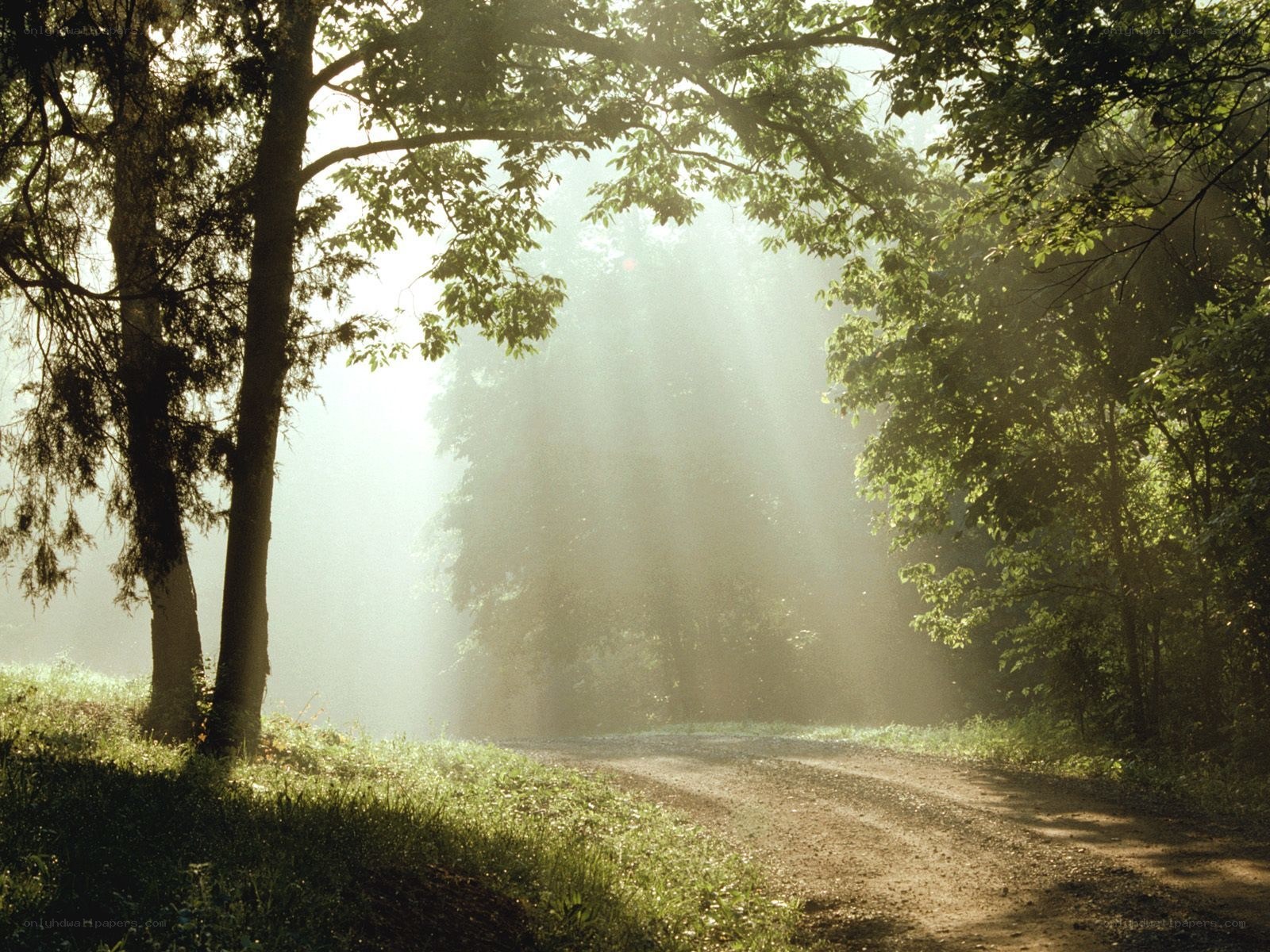 Sunlight through forest path