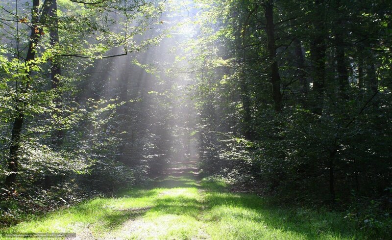 Sunlight through forest path