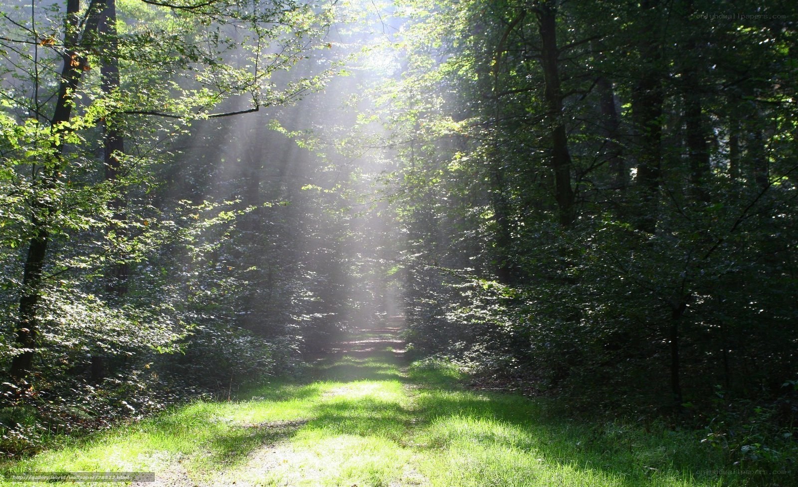 Sunlight through forest path