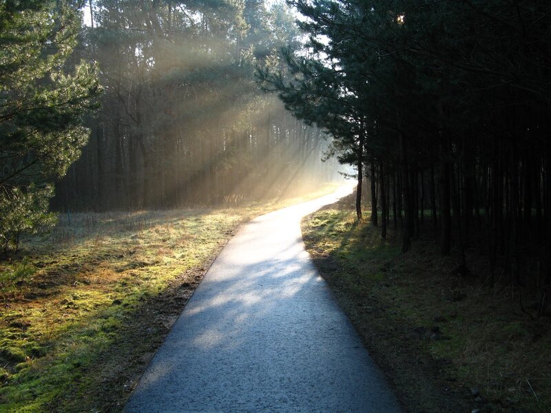 Sunlight through forest path