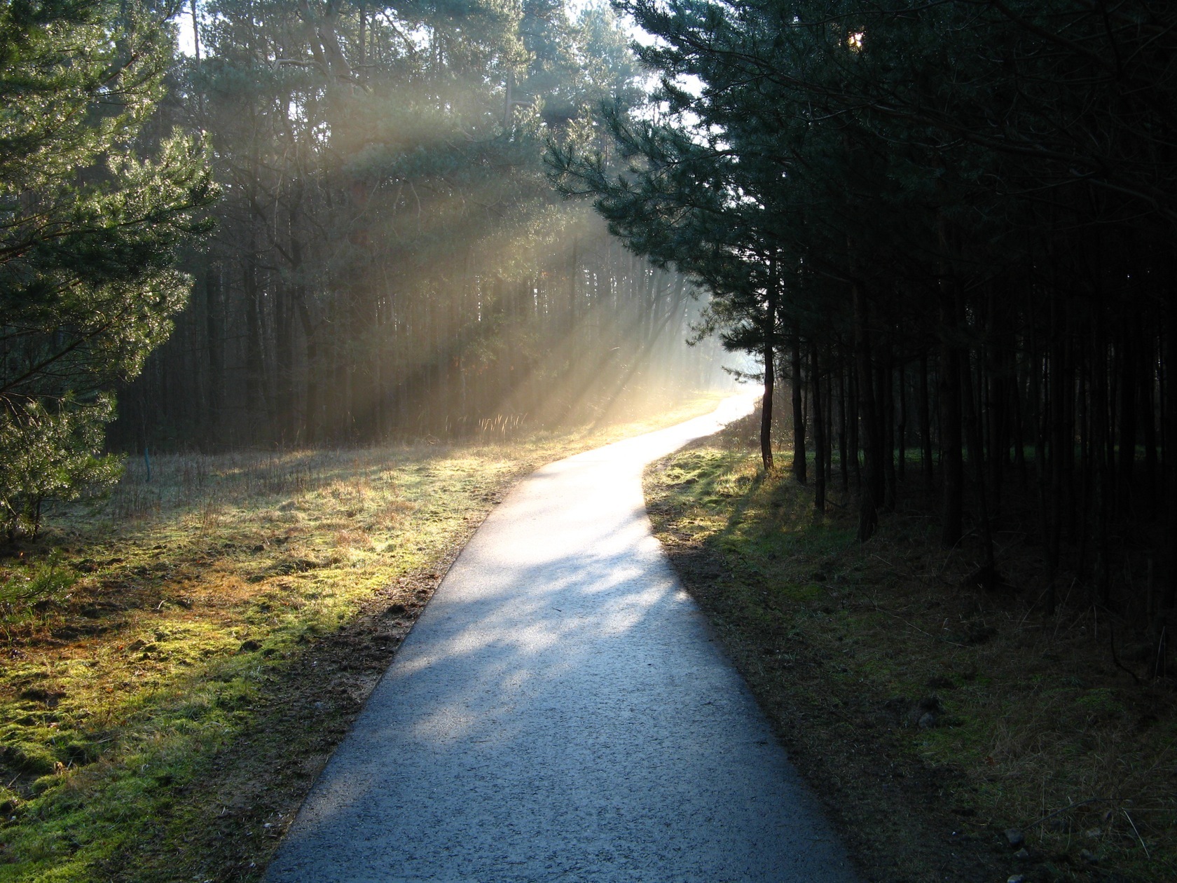 Sunlight through forest path