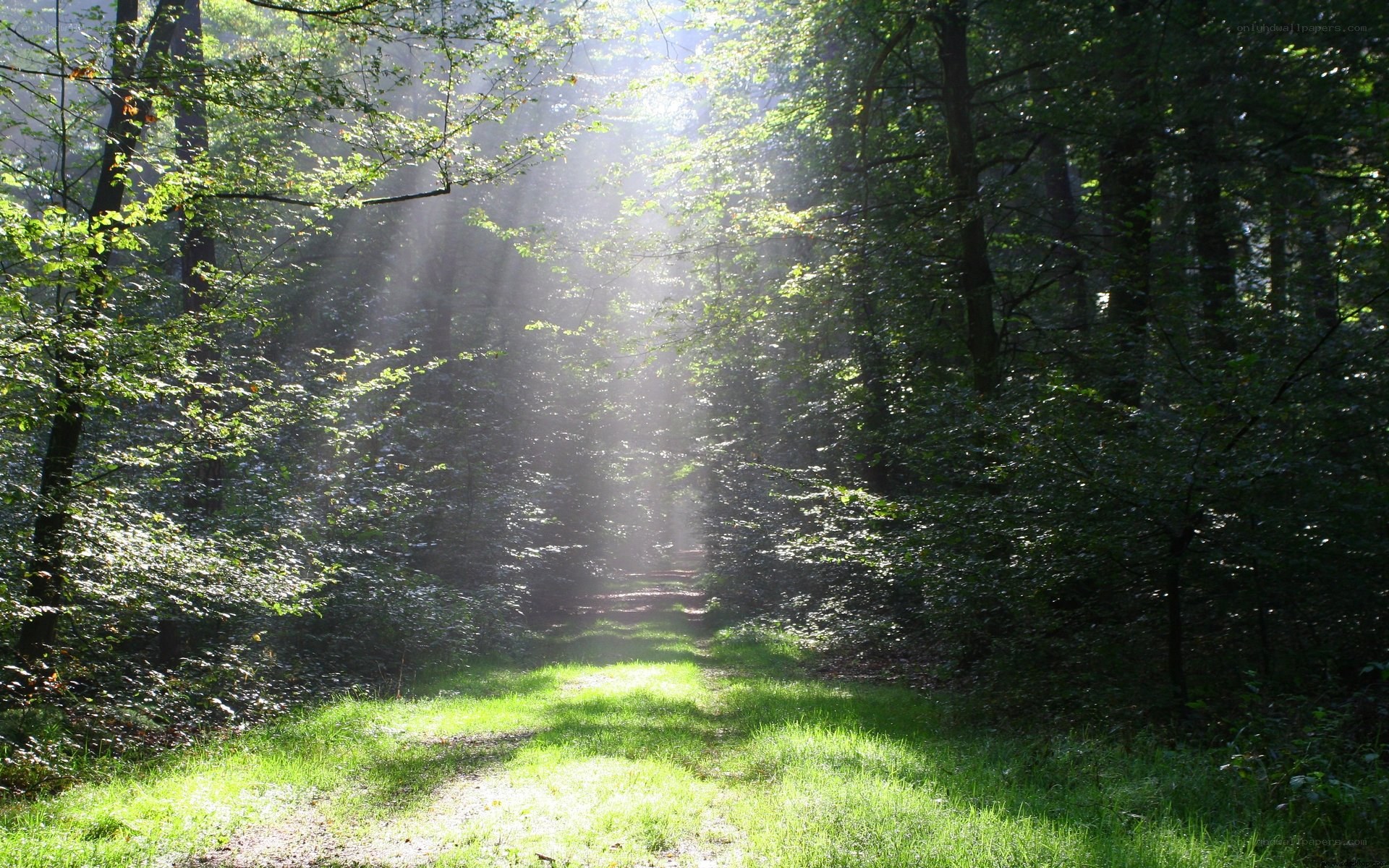 Sunlight through forest path