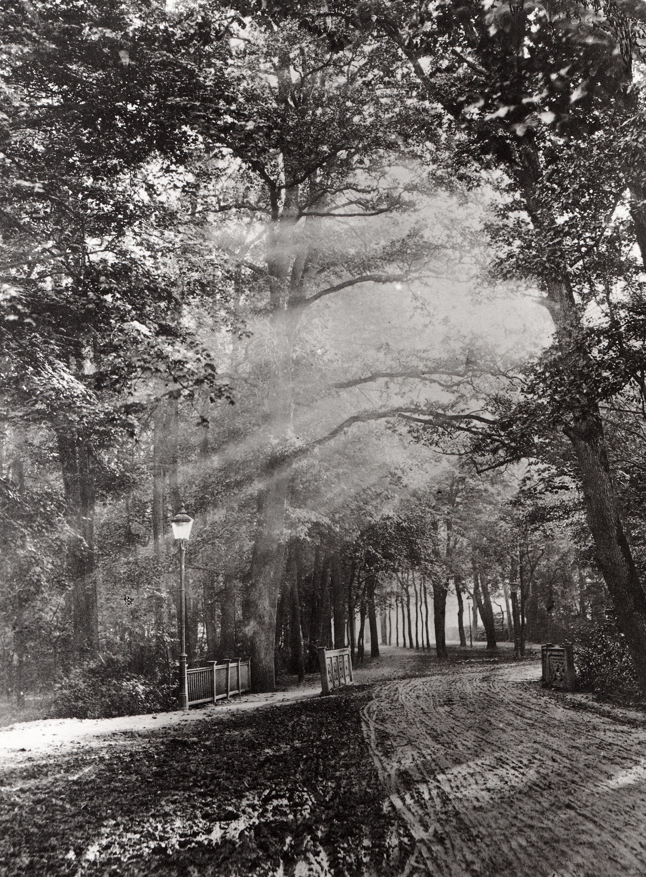 Sunlight through forest path