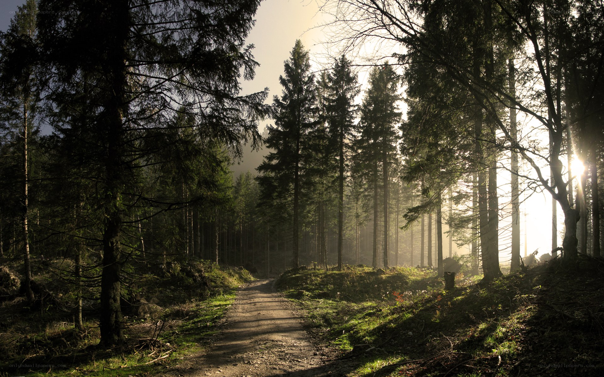 Sunlight through forest path