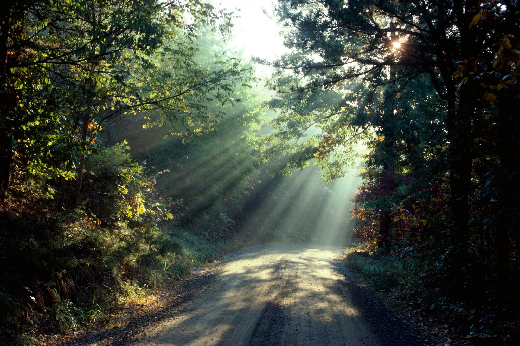 Sunlight through forest path