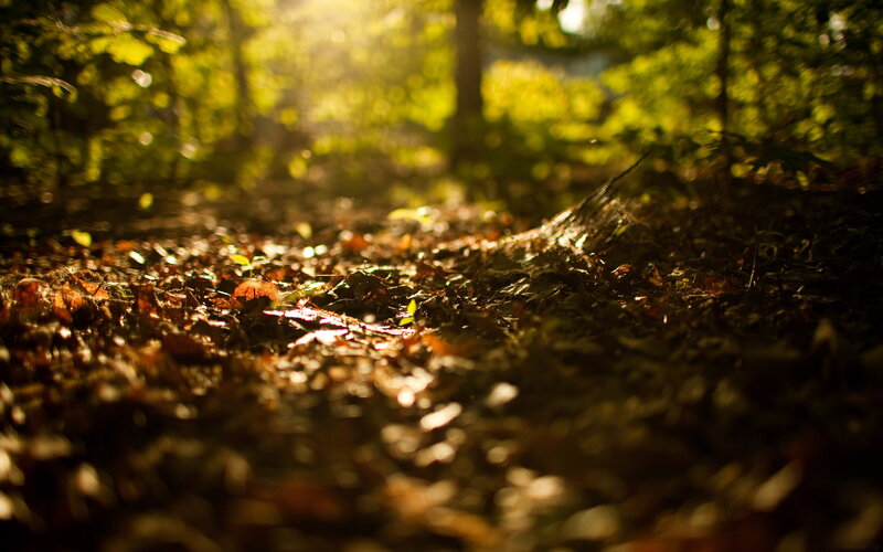 Sunlight through forest path