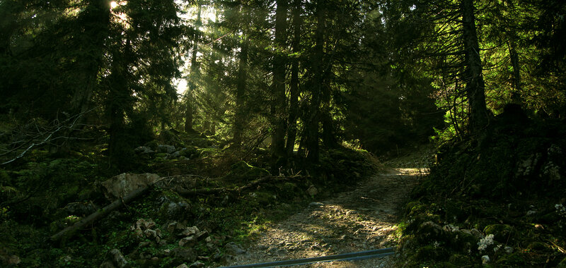 Sunlight through forest path