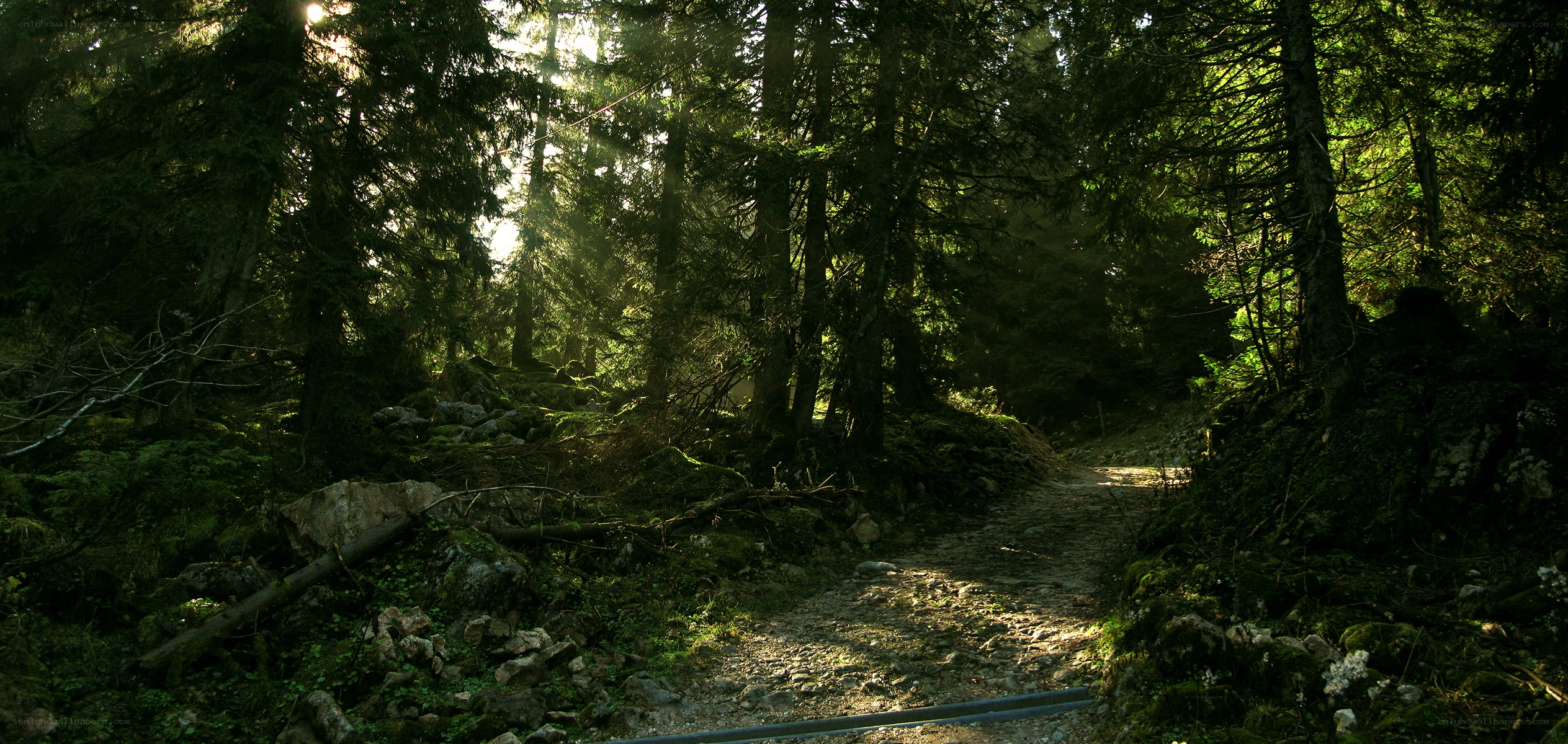 Sunlight through forest path