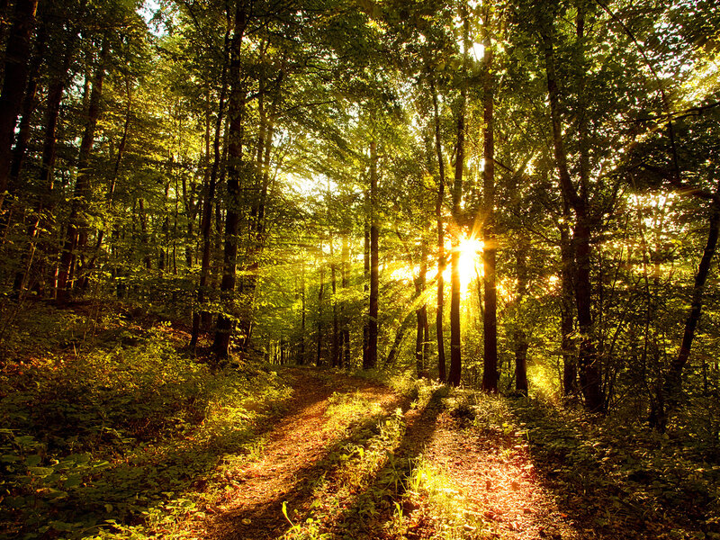 Sunlight through forest path