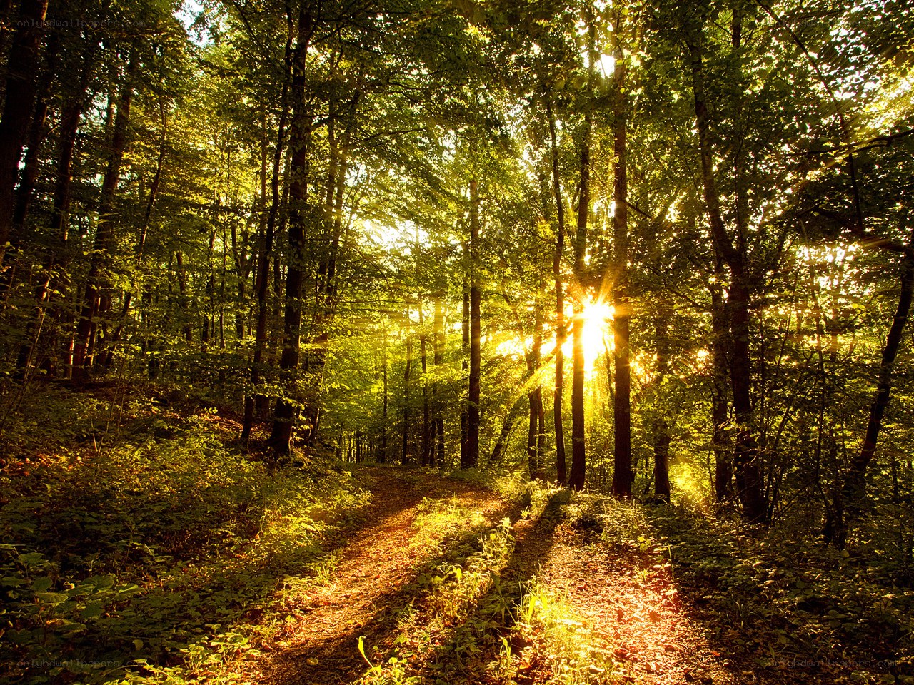Sunlight through forest path
