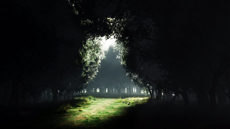 Sunlight through forest path