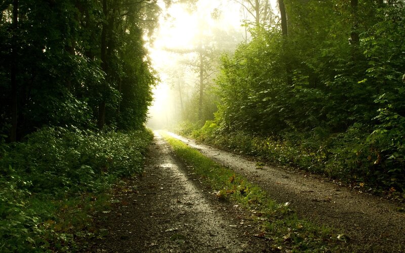 Sunlight through forest path