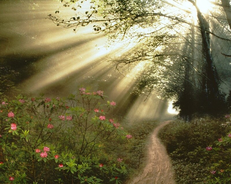 Sunlight through forest path