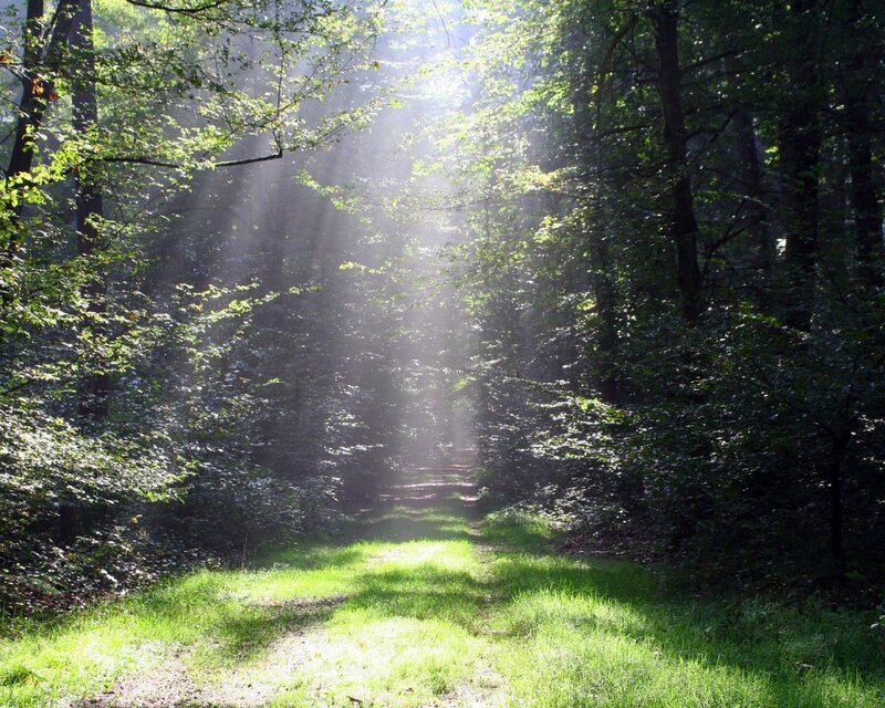 Sunlight through forest path