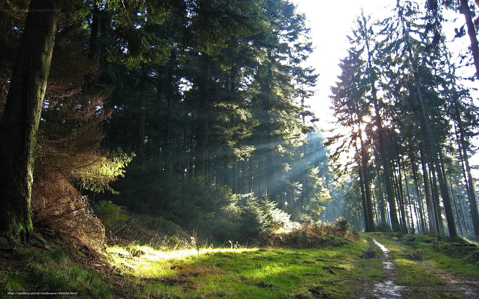 Sunlight through forest path