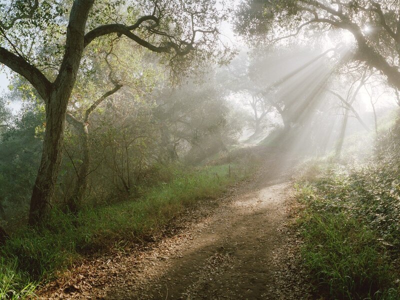 Sunlight through forest path