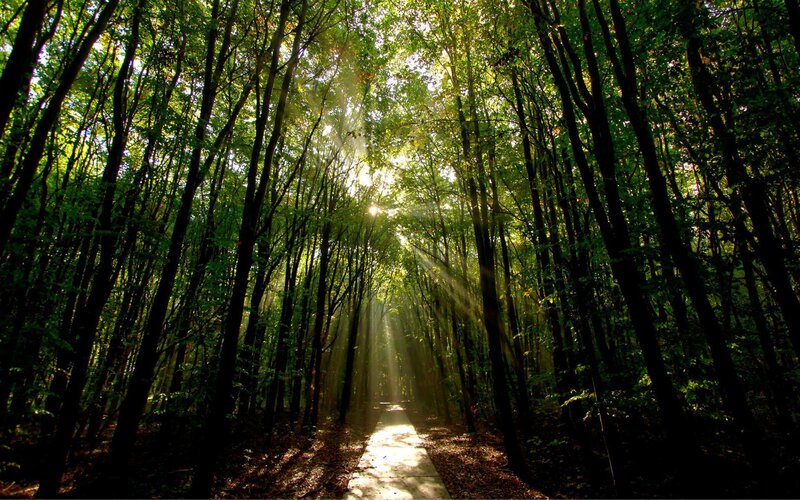 Sunlight through forest path