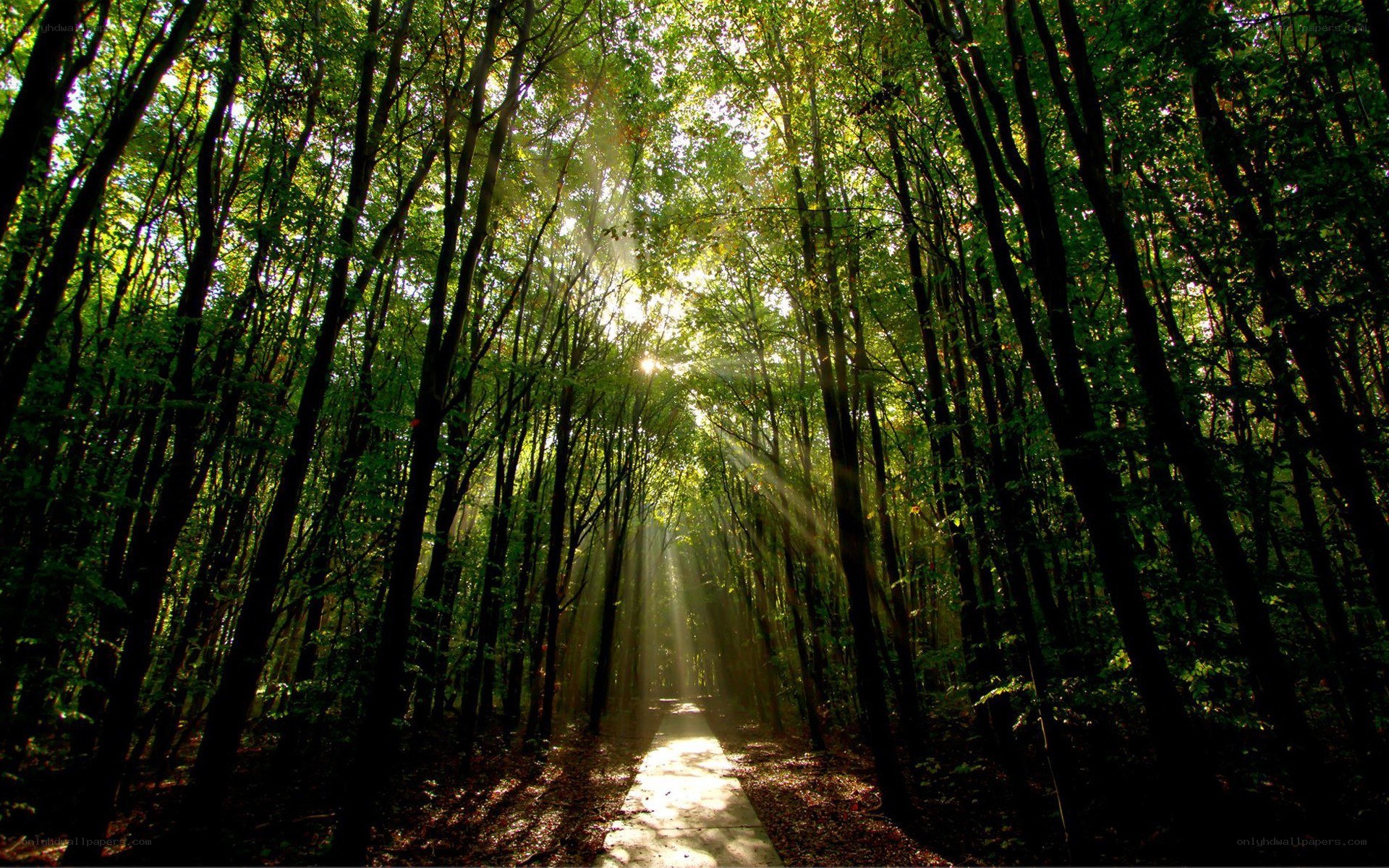 Sunlight through forest path