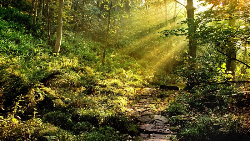Sunlight through forest path