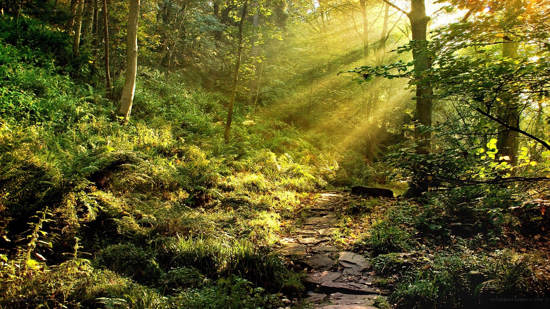 Sunlight through forest path