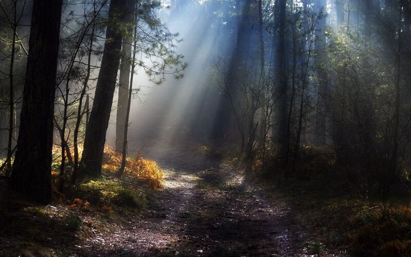 Sunlight through forest path