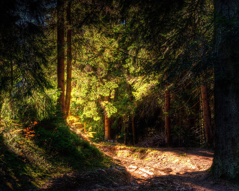 Sunlight through forest path