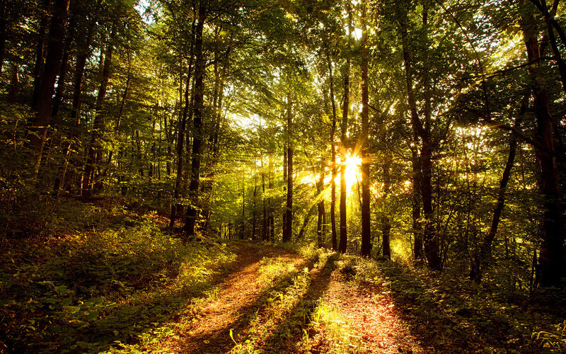 Sunlight through forest path