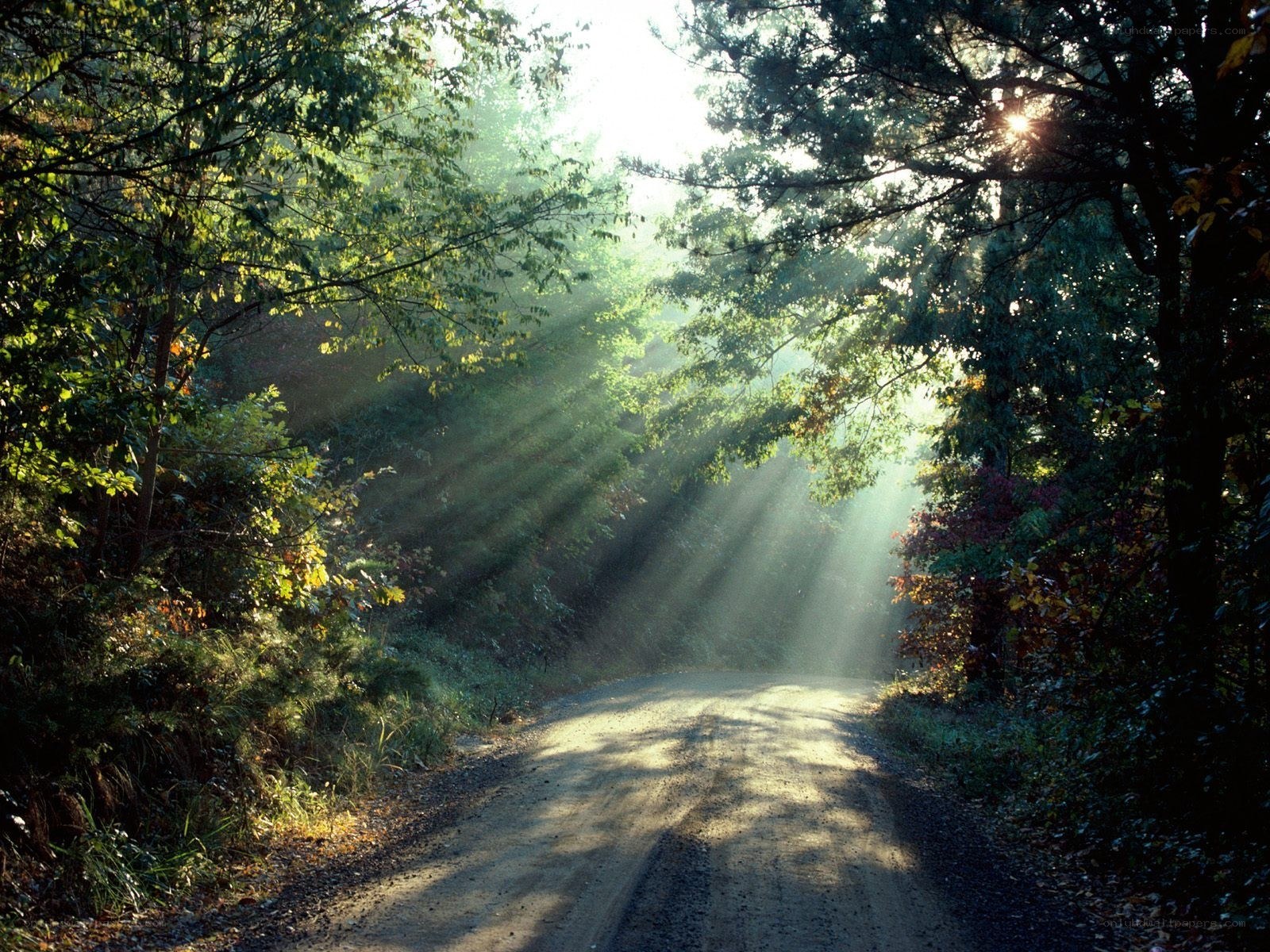 Sunlight through forest path