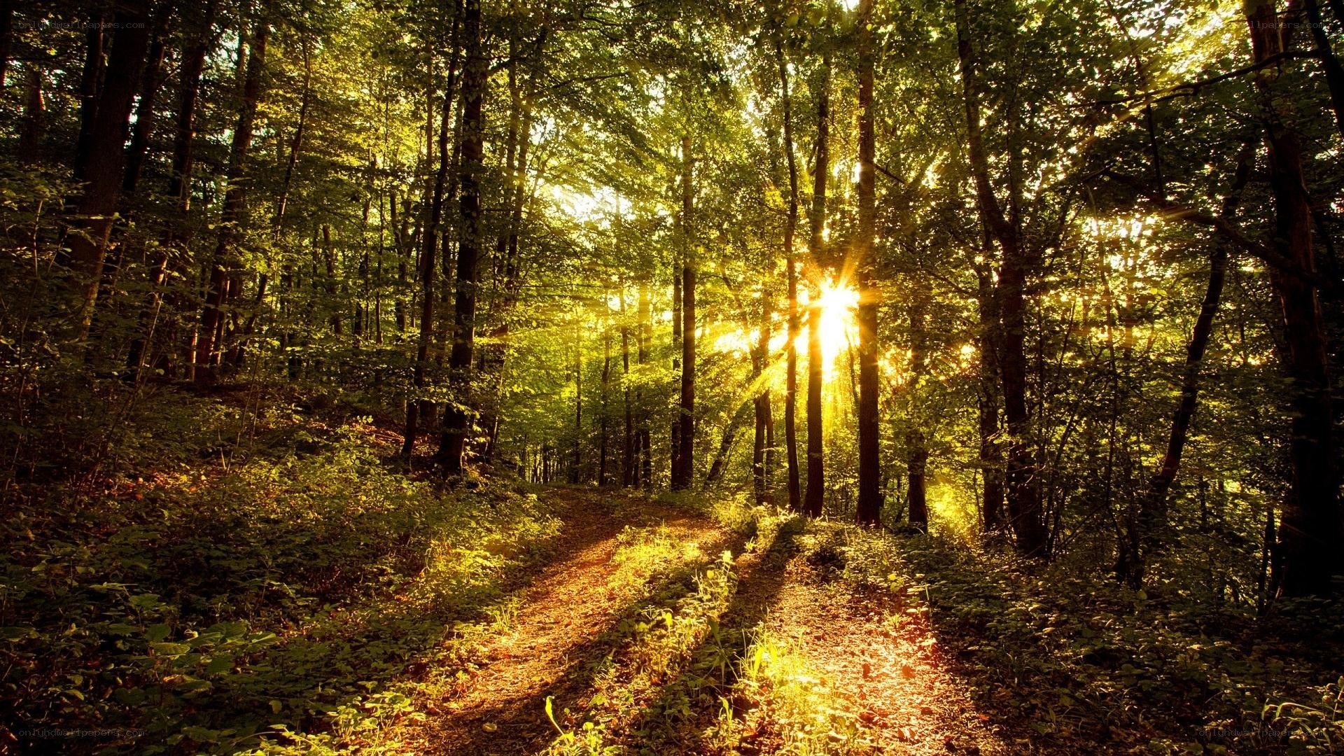Sunlight through forest path