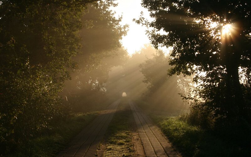 Sunlight through forest path