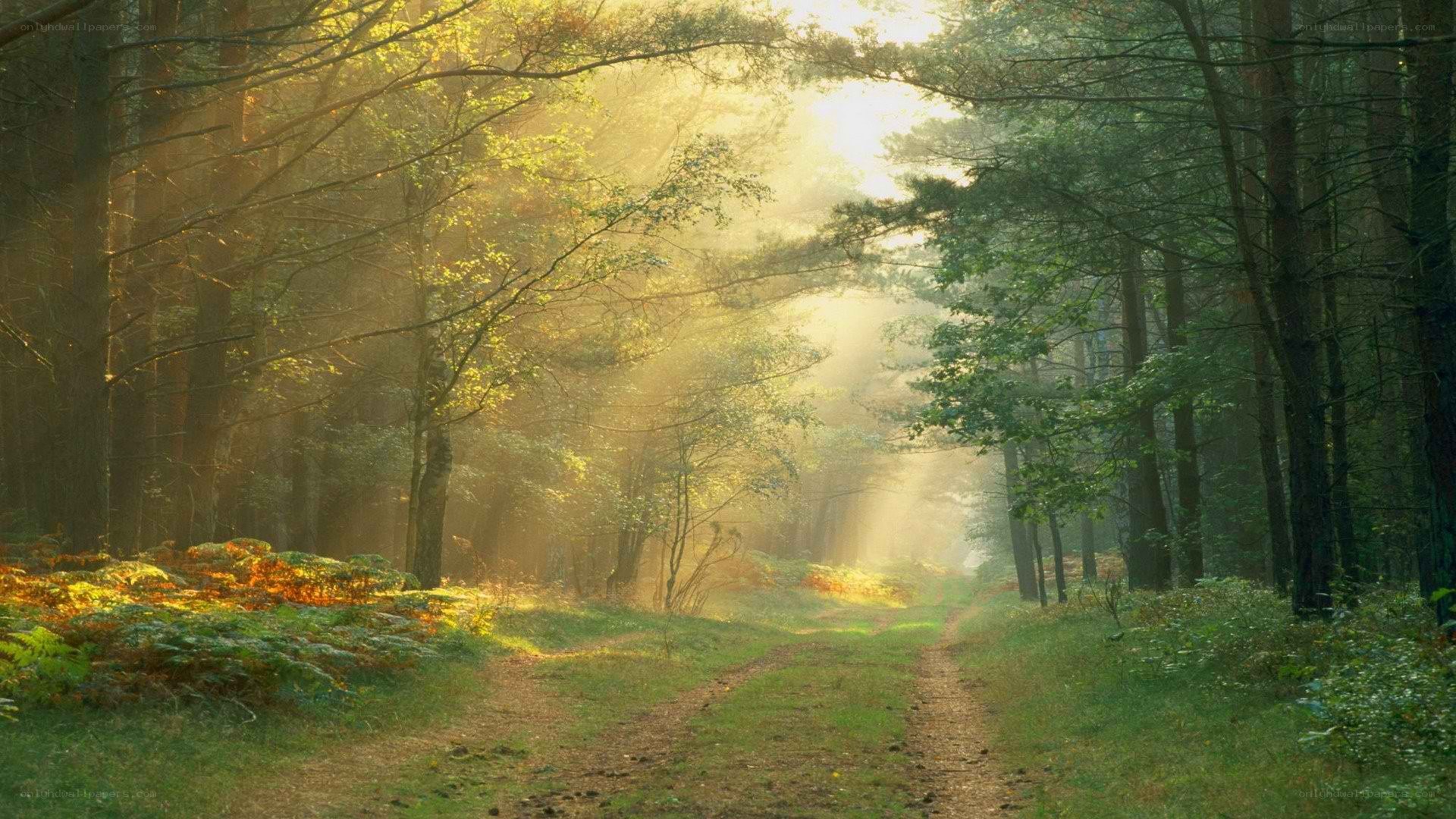 Sunlight through forest path