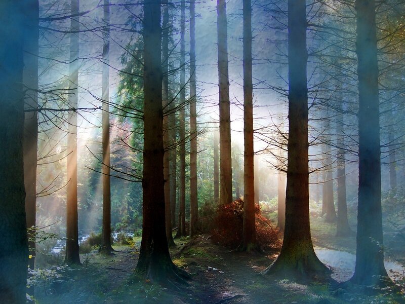 Sunlight Through Forest — Path, Blue