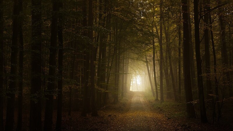Sunlight Through Forest Path — Brown, Serene