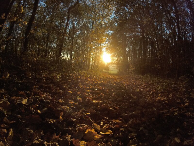 Sunlight Through Forest Path — Brown