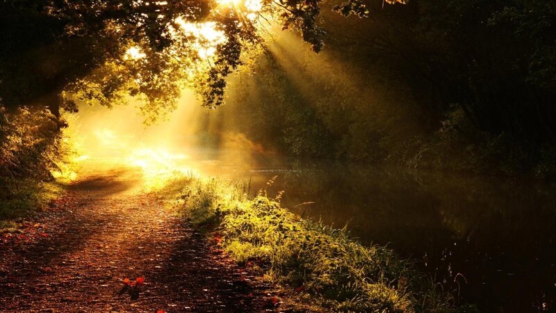 Sunlight Through Forest Path — Gold, Serene