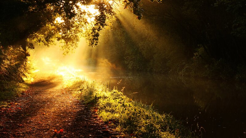 Sunlight Through Forest Path — Gold