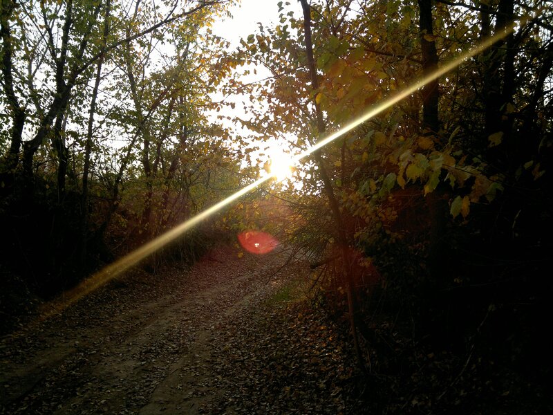 Sunlight Through Forest Path — Green, Serene, Autumn