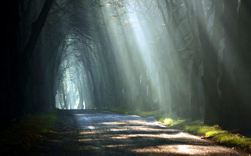 Sunlight Through Forest Path — Green, Serene, Morning, Photograph