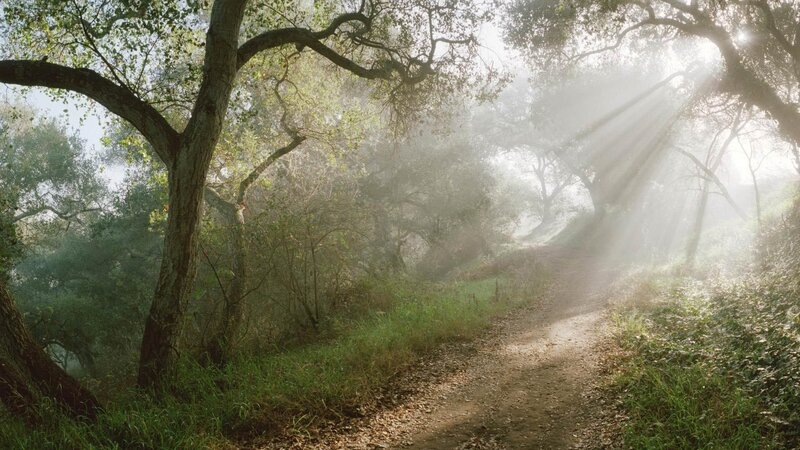 Sunlight Through Forest Path — Green, Serene, Morning, Photograph, Trees, Fog, Sunbeams