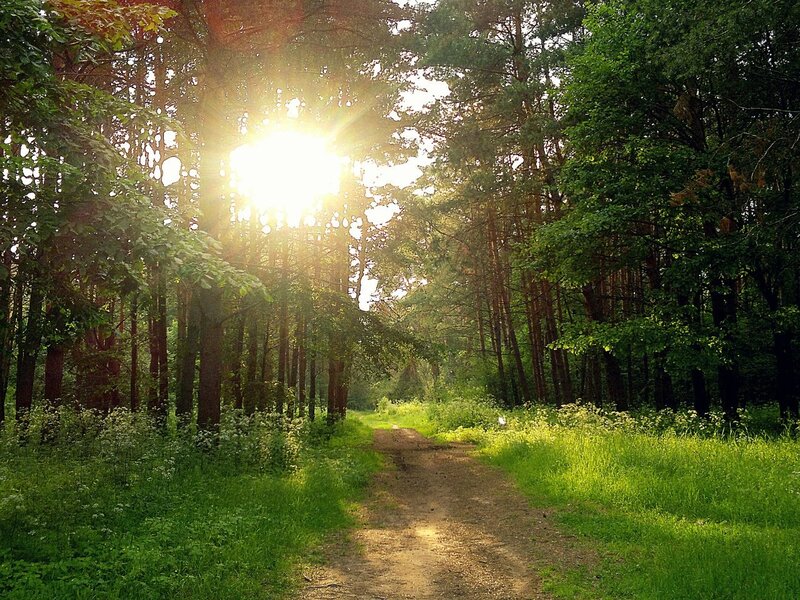 Sunlight Through Forest Path — Green, Serene, Morning, Photograph, Trees, Grass