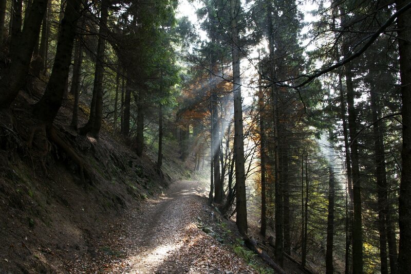 Sunlight Through Forest Path — Green, Serene, Morning, Photograph, Trees, Leaves