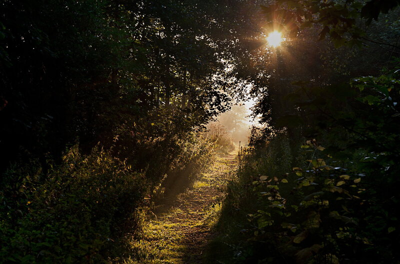 Sunlight Through Forest Path — Green, Serene, Morning, Photograph, Trees, Sun