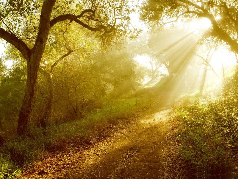 Sunlight Through Forest Path — Green, Serene, Morning, Photograph, Trees, Sunbeams, Fog