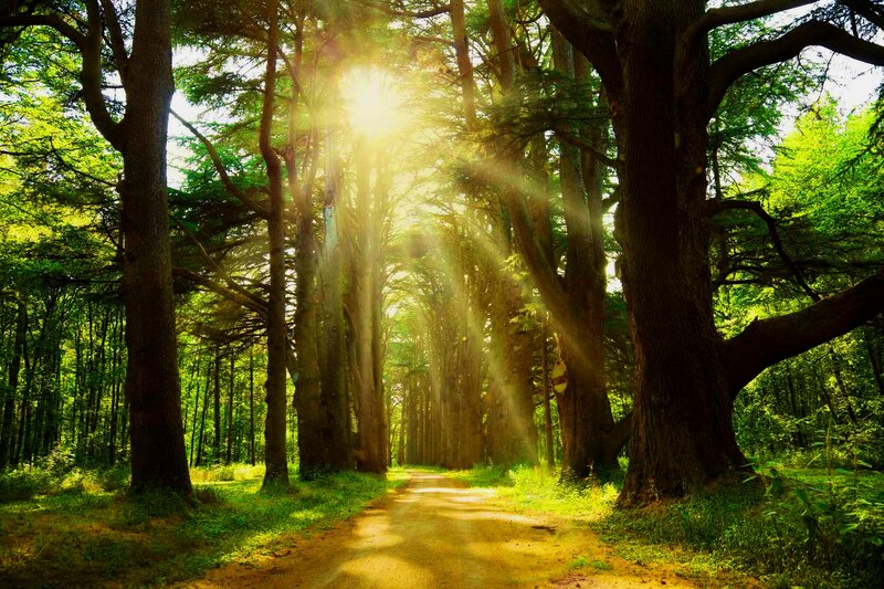 Sunlight Through Forest Path — Green, Serene, Morning, Photograph, Trees, Sunbeams