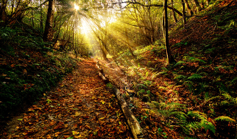 Sunlight Through Forest Path — Green, Serene, Morning, Photograph, Trees
