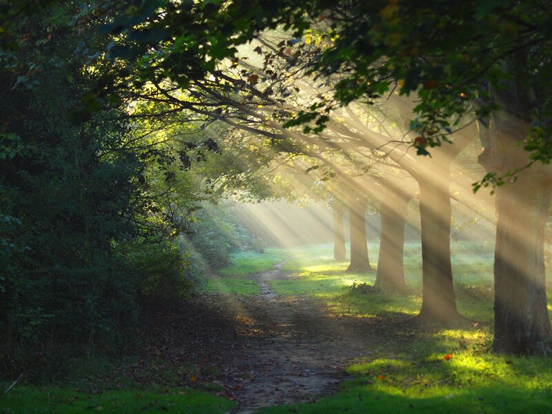 Sunlight Through Forest Path — Green, Serene, Morning
